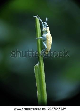 Macro picture, A yellow beetle located in Ketereh Kelantan, Malaysia