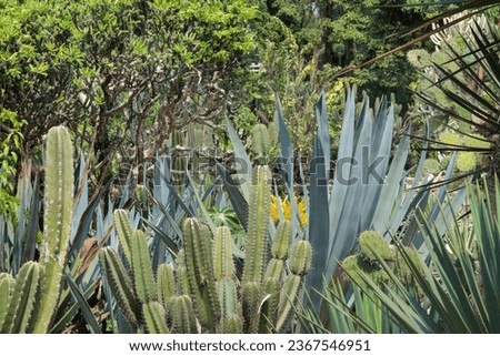 Mexican style cactus garden concept