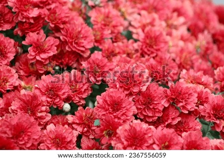 The isolated image of red mums in bloom.