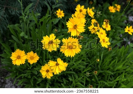 Close up of coreopsis tinctoria flowers in the garden.Yellow flower with yellow center. beautiful yellow flowers.Beautiful floral background of yellow coreopsis flower outdoor.