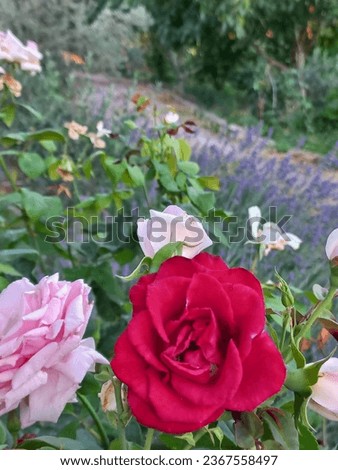 mobile Photo beautiful rose garden