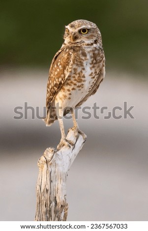 A closeup of a Burrowing Owl, Clark County, Nevada