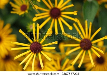 Yellow rudbeckia subtomentosa or sweet coneflower top view Royalty-Free Stock Photo #2367567231