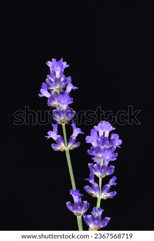Lavender flowers in closeup. Bunch of lavender flowers isolated over black background.