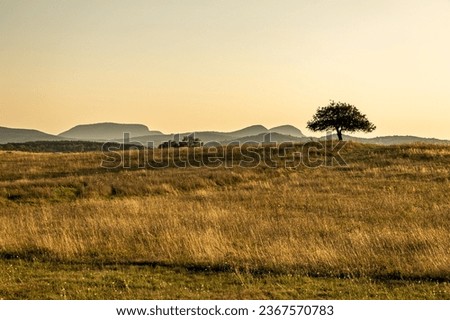 Lonely tree stands on the hill at sunset Royalty-Free Stock Photo #2367570783