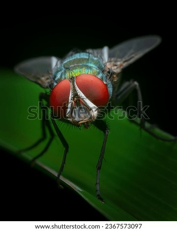 Macro Close up of House fly