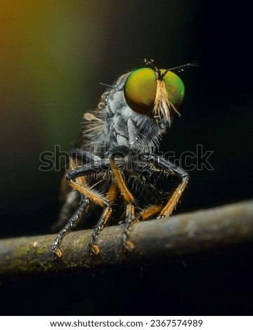 Robber fly extreme Close up with Kill