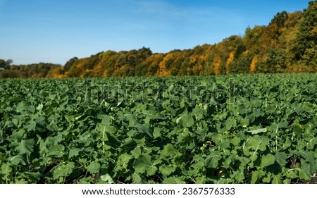 Rapeseed field and autumn trees. macro of young rapeseed close-up Royalty-Free Stock Photo #2367576333