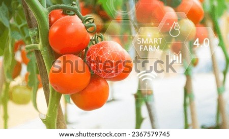 Tomatoes in greenhouse with infographics, Smart farming and precision agriculture 4.0 with visual icon, digital technology agriculture and smart farming concept. Royalty-Free Stock Photo #2367579745