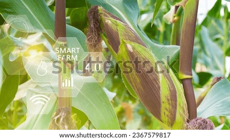 Fresh sweet corn in field green leaves of organic corn smart farm and precision agriculture 4.0 with visual icon, digital technology agriculture and smart farming concept.