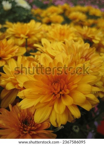 macro photo with decorative floral background of yellow flower petals of herbaceous plant chrysanthemums for garden landscape design as a source for prints, wallpapers, posters, decor, interiors