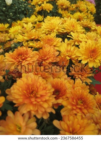 macro photo with decorative floral background of yellow flower petals of herbaceous plant chrysanthemums for garden landscape design as a source for prints, wallpapers, posters, decor, interiors