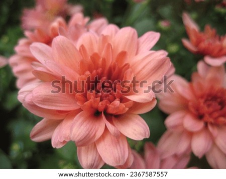 macro photo with decorative floral background of pink flowers of chrysanthemum plants for garden landscape design as a source for prints, wallpapers, posters, decor, interiors, advertising, decoration