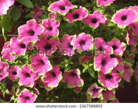 macro photo with a decorative floral background of pink flowers of a herbaceous petunia plant for garden landscape design as a source for prints, wallpapers, posters, decor, interiors, advertising