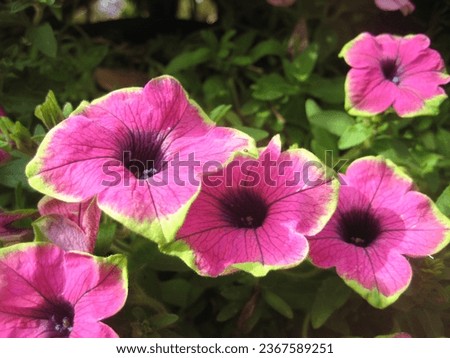 macro photo with a decorative floral background of pink flowers of a herbaceous petunia plant for garden landscape design as a source for prints, wallpapers, posters, decor, interiors, advertising
