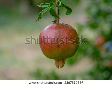 Unripe pomegranate to be harvested in 15 days