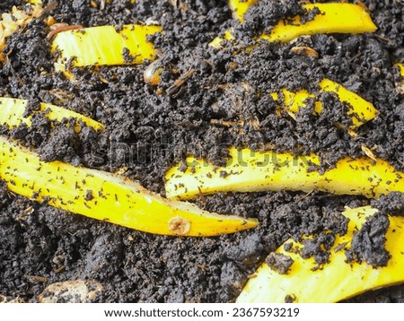 Earthworms and compost bin. Worm composting is using worms to recycle food scraps and other organic material into a valuable soil amendment called vermicompost,