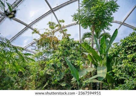 Green exotic plants underneath a glass dome at Botanical garden in Aarhus, Denmark Royalty-Free Stock Photo #2367594951