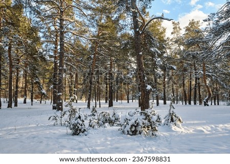 winter park landscape with trees covered with snow on a sunny chill day