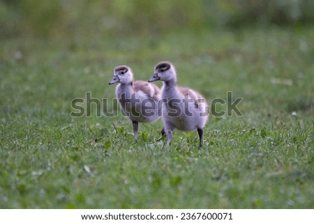 Egyptian Gosling in the Grass