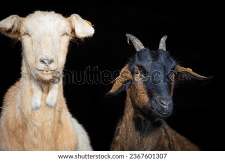Picture of funny and hungry Goats 