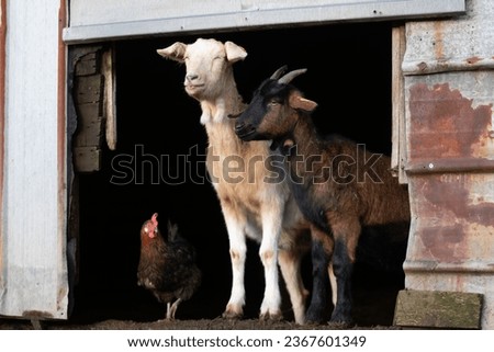 Picture of funny and hungry Goats 