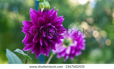 Macro photo in the garden. Dahlia flower 