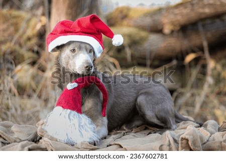Kelpie Dogs Christmas Time Santa
