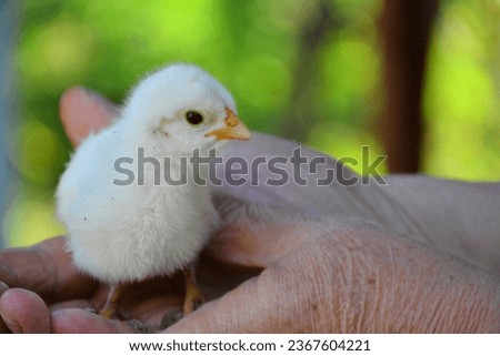 Chicks are the most beautiful animals with their small size and cuteness.