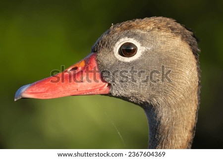 Black Bellied Whistling Duck Portrait