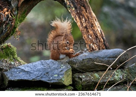 Red Squirrel, photographed in the Scottish Highlands, Winter 2023
