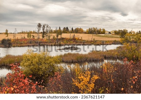 View of a pond and beaver lodge in autumn at Kuhnen Park in Lacombe County, Alberta, Canada Royalty-Free Stock Photo #2367621147