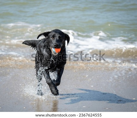 Black labrador playing fetch on the beach, running towards the camera Royalty-Free Stock Photo #2367624555