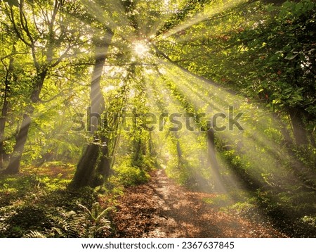woods, woodland, forest, trees, sunshine, serene, tranquil, calm, peaceful, leaves, sunburst, bright, glow,