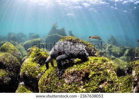 Marine Iguana eating marine algae in the Galápagos Islands, Ecuador. This species is indigenous to these islands and can dive to depths of 100 feet or greater to forage. (Amblyrhynchus cristatus) Royalty-Free Stock Photo #2367638053