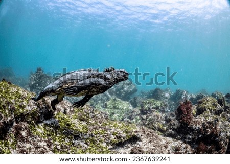Marine Iguana (Amblyrhynchus cristatus) diving to forage for marine algae in the Galápagos Islands, Ecuador. Indigenous to this area, they can dive to depths greater than 100 feet. Royalty-Free Stock Photo #2367639241