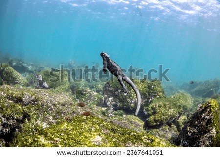 Marine Iguana (Amblyrhynchus cristatus) diving to forage for marine algae in rocky shallows. Cold water in Galápagos Islands, Ecuador. Species only found in this part of the world. Royalty-Free Stock Photo #2367641051