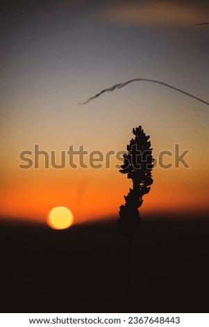 Flower silhouette on a sunset 