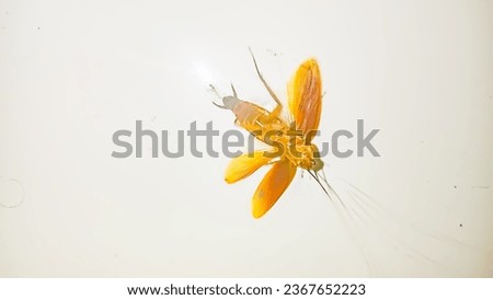 A picture of yellowish-brown inverted cockroach 