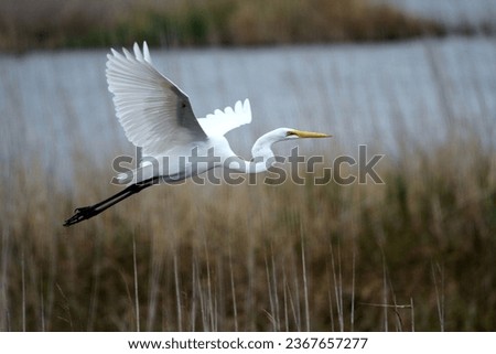 Great Egret flying over the marshes.   Royalty-Free Stock Photo #2367657277