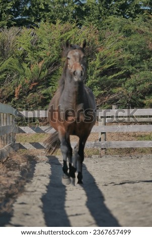 Iberian stallion in rural New Zealand