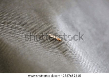 Close up view of a winged termite on top of a patio furniture cover at a back yard.