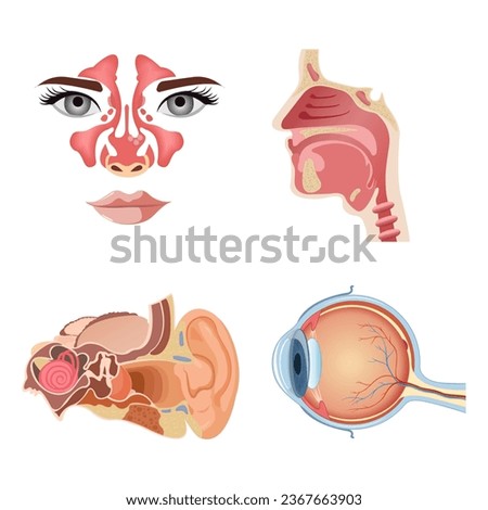 Internal human organs. Anatomical parts of the human body, brain, stomach, nose, ear. Cartoon urinary system, thyroid gland. Vector set of organs.