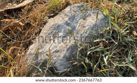 The rock is sitting on a slightly elevated patch of ground, surrounded by a field of green grass. The grass is tall and lush, and it is a variety of different shades of green. Royalty-Free Stock Photo #2367667763