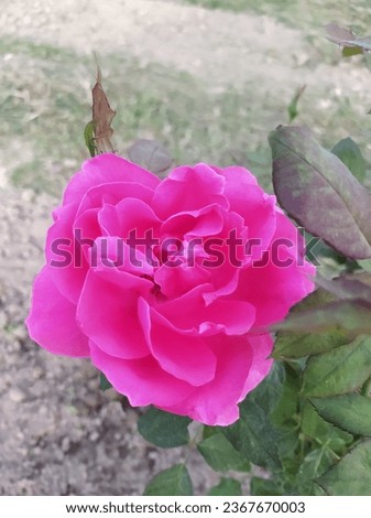 Beautiful Red Rose flower photo Image