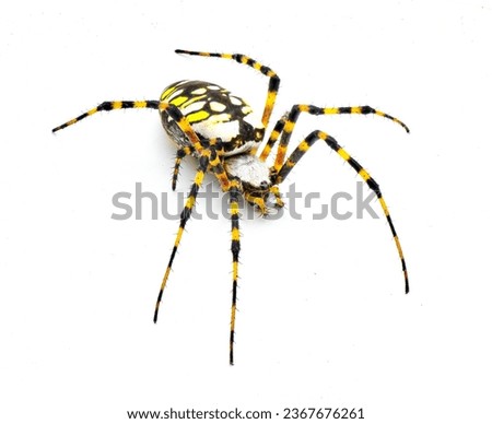 Gravid Female adult black and yellow garden spider, golden garden spider, writing, corn, McKinley orbweaver or orb weaver spider - Argiope aurantia - isolated on white background side front top view Royalty-Free Stock Photo #2367676261