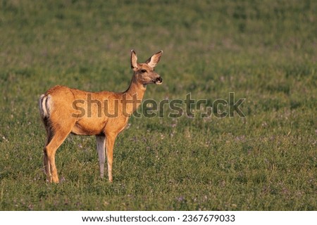 Graceful doe deer in its natural habitat, surrounded by foothill serenity, harmonizing with the tranquil beauty of the wilderness, a picture of nature's tranquility."