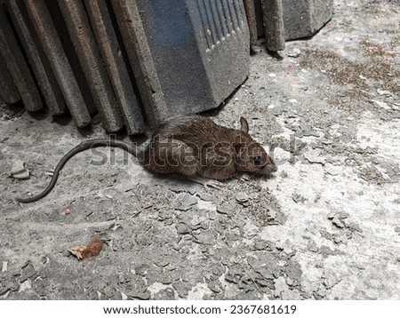 a pest rat dying behind the house because of eating rat poison, yogyakarta 28 september 2023 Royalty-Free Stock Photo #2367681619