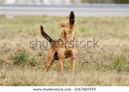 Wild dog howling on the meadow Royalty-Free Stock Photo #2367685593