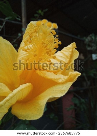 close up macro photo of the yellow hibiscus flower pistil